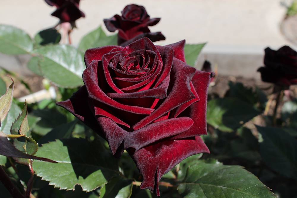 Описание и характеристики розы сорта Черная магия, посадка и уход
