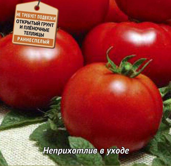 Описание сорта томата Сват f1, его характеристика и урожайность