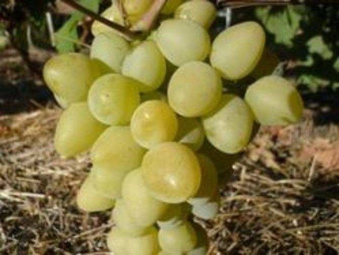 Преимущества и недостатки винограда Чарли, описание сорта и выращивание