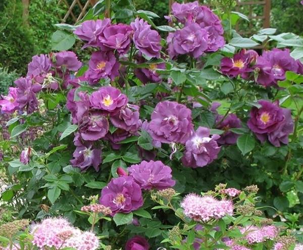 Голубая роза блю парфюм особенности выращивания - агро эксперт