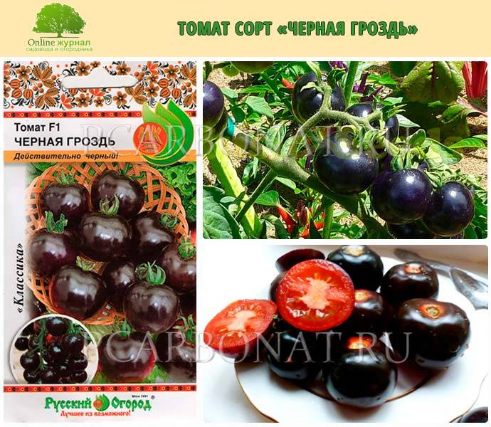 Томат черная гроздь f1: отзывы, фото поспевших плодов, правила ухода за ними для получения обильного урожая помидоров