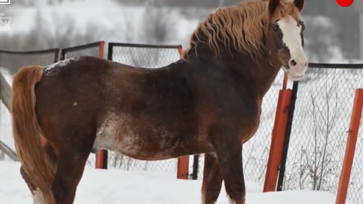 Лошади тяжеловозы — обзор пород, характеристики