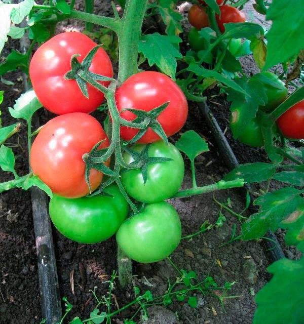 Самые ранние сорта томатов для сибири 2021