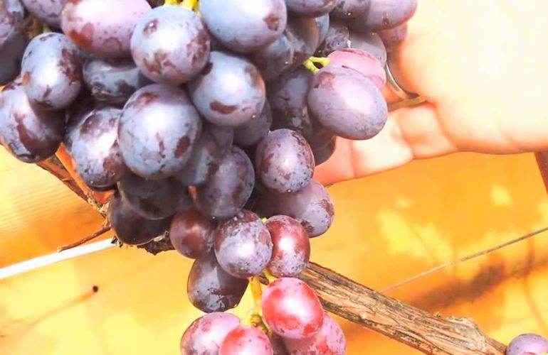 Виноград краса никополя описание сорта