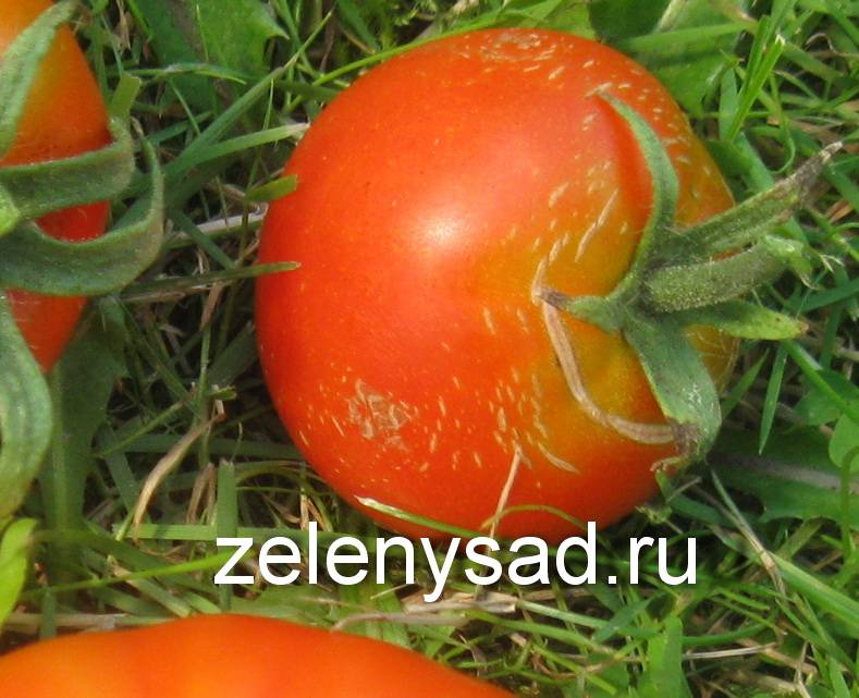 Почему трескаются помидоры при созревании в теплице: основные причины, что делать и как с этим бороться, фото