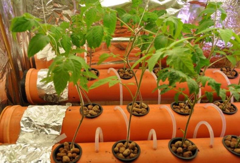 Помидоры на гидропонике: выращивание, раствор и лучшие сорта