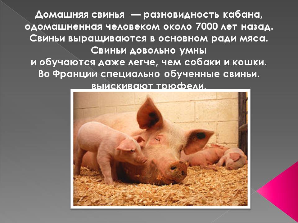 Продолжительность жизни домашних свиней