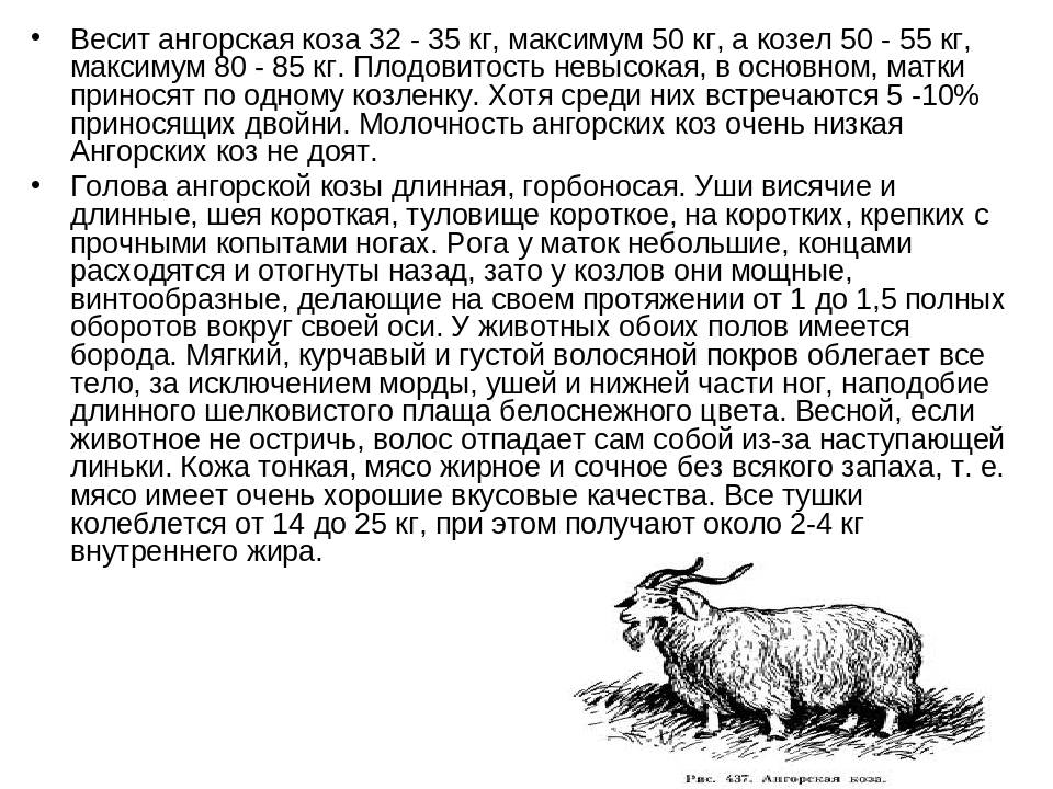 Породы коз: фото и название, описание, плюсы и минусы