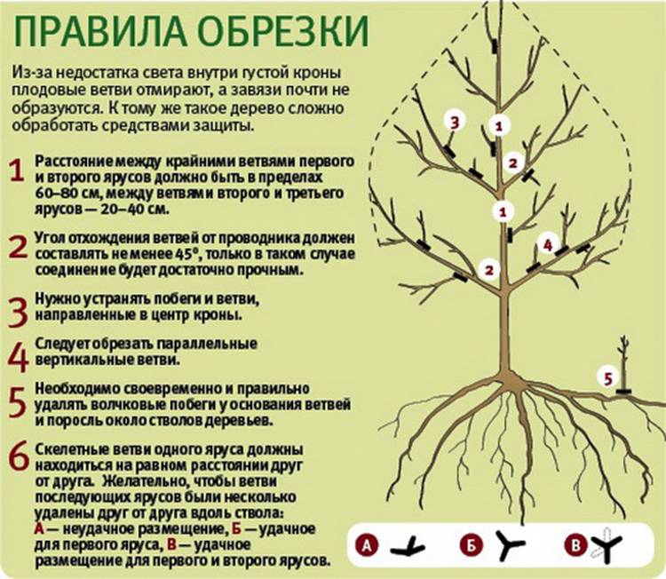 ᐉ как обрезать фундук осенью схема - godacha.ru