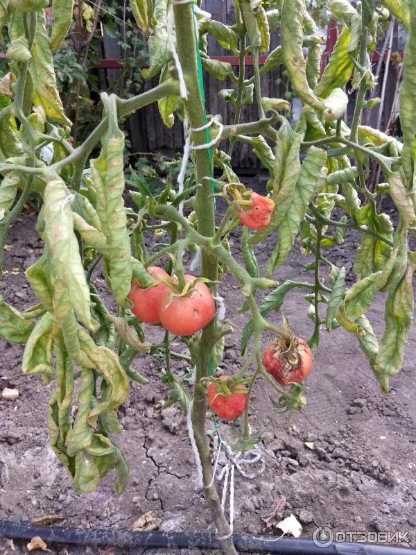 Описание сорта томата лили марлен и его характеристики