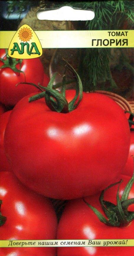 ✅ томат глория — описание сорта, отзывы, урожайность - cvetochki-penza.ru