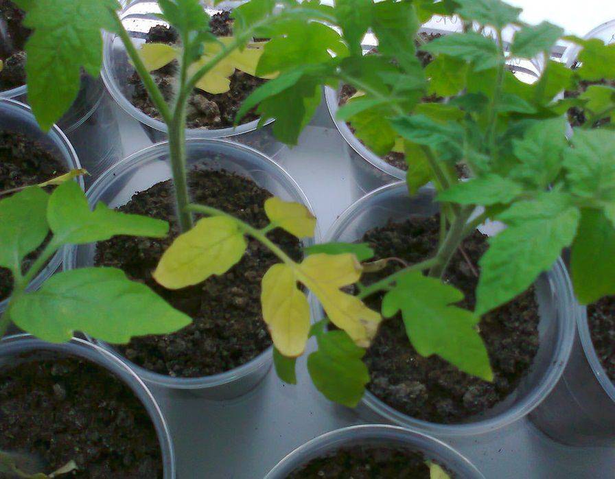 Чем подкормить рассаду помидоров для роста в домашних условиях