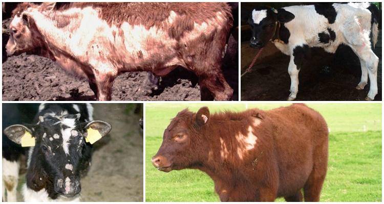 Причины и профилактика хромоты высокопродуктивных коров – экспертное мнение и советы — agroxxi
