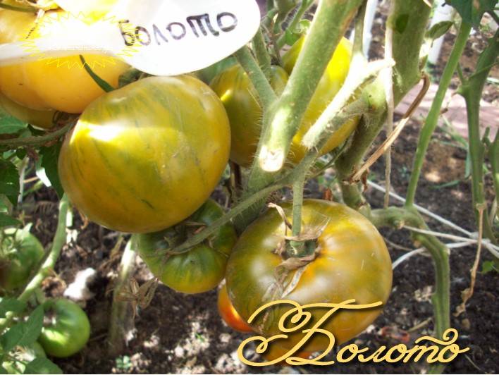 Экзотический сорт — томат болото: описание помидоров и секреты выращивания