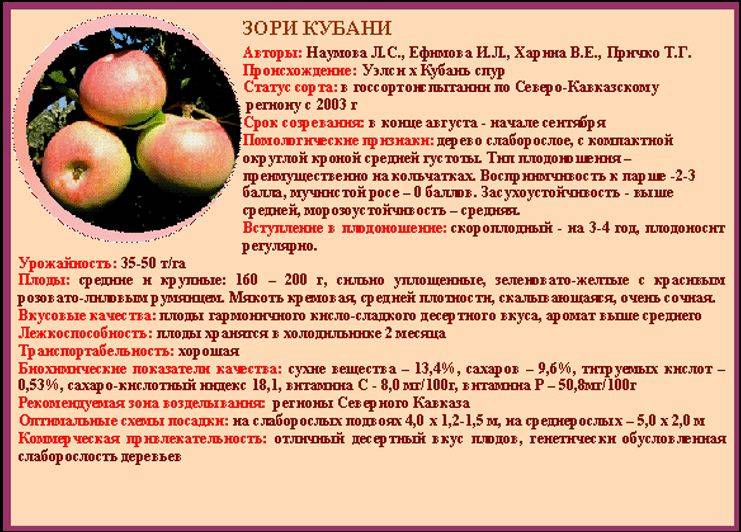 Описание сорта яблони персиянка: фото яблок, важные характеристики, урожайность с дерева