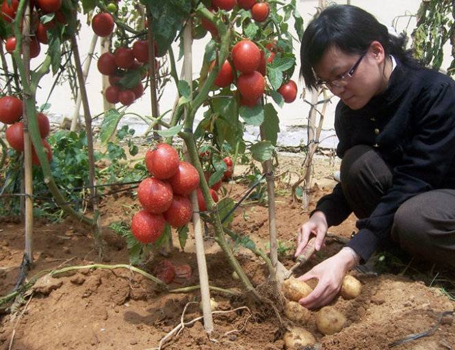 Помидофель – томат и картофель в одном растении