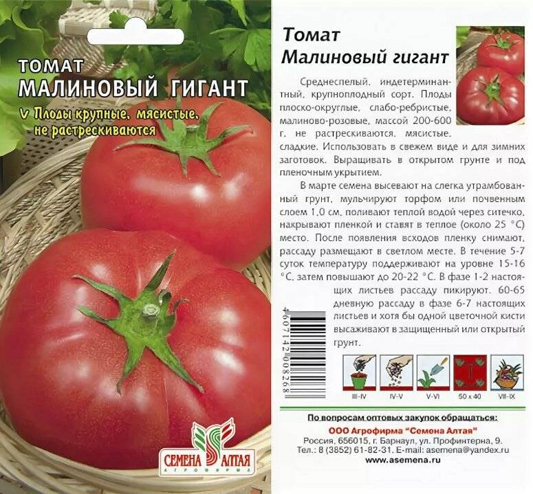 Описание сорта томата Малиновый Ожаровский, урожайность и уход