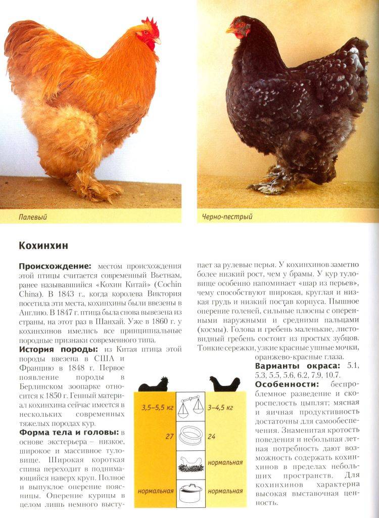 Русская белая порода кур: фото и описание, отзывы