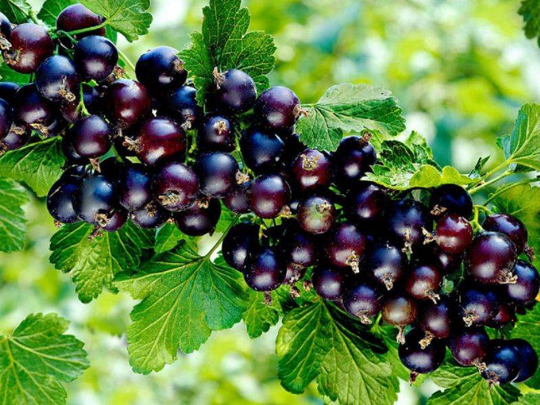 Чёрная смородина зелёная дымка: характеристики сорта и особенности выращивания