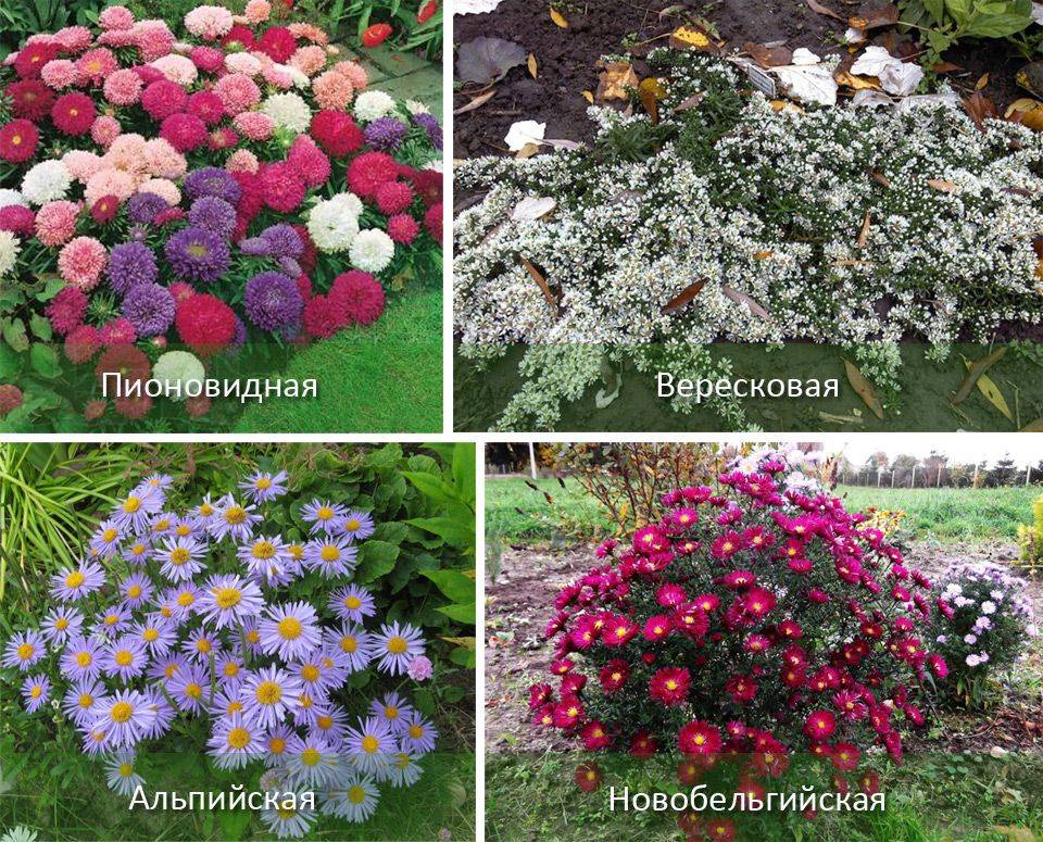 Однолетние цветы для дачи, цветущие все лето: названия и описания (+фото)
