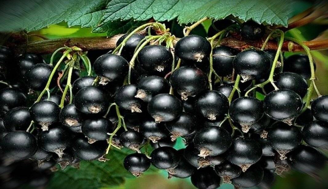 Лучшие сорта черной смородины с крупными ягодами: фото, отзывы, описание и уход