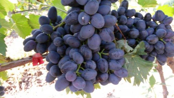 Виноград чарли: описание сорта, фото, отзывы