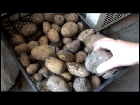Замороженный картофель: основные правила заморозки в домашних условиях, как правильно готовить