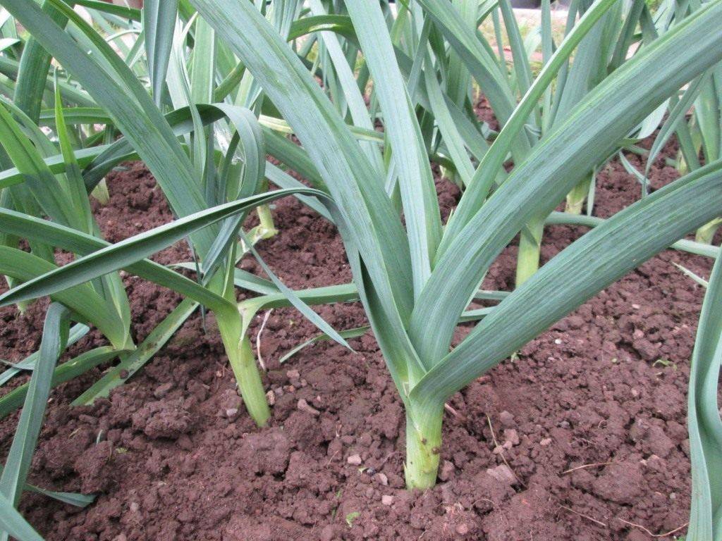 Лук-порей – посадка, уход и выращивание в открытом грунте — как сажать лук порей в открытый грунт
