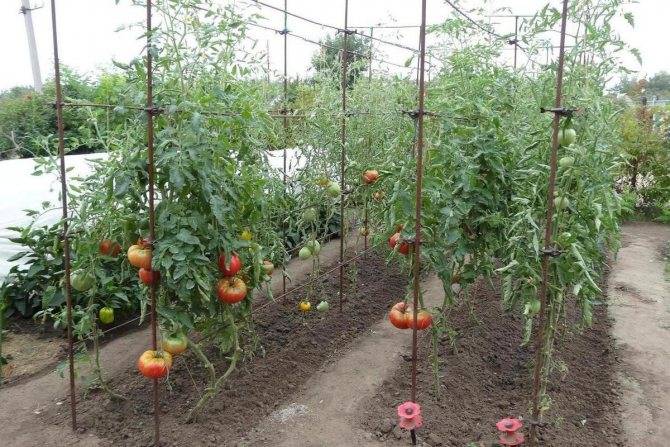 Лучшие и урожайные сорта высокорослых помидор, когда их сажать на рассаду