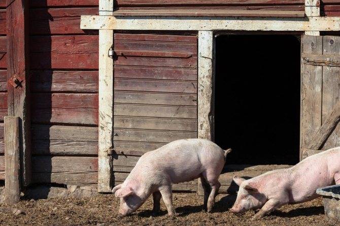 ᐉ разведение свиней в домашних условиях: правила ухода, полезные советы начинающим - zookovcheg.ru