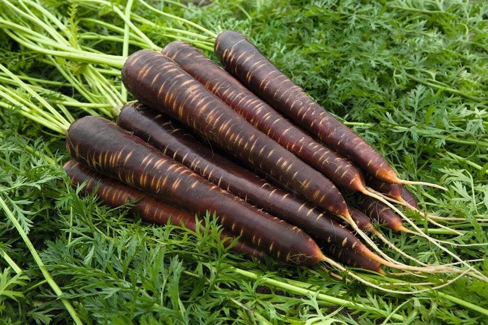 Черная морковь что это такое, как выглядит и где растет