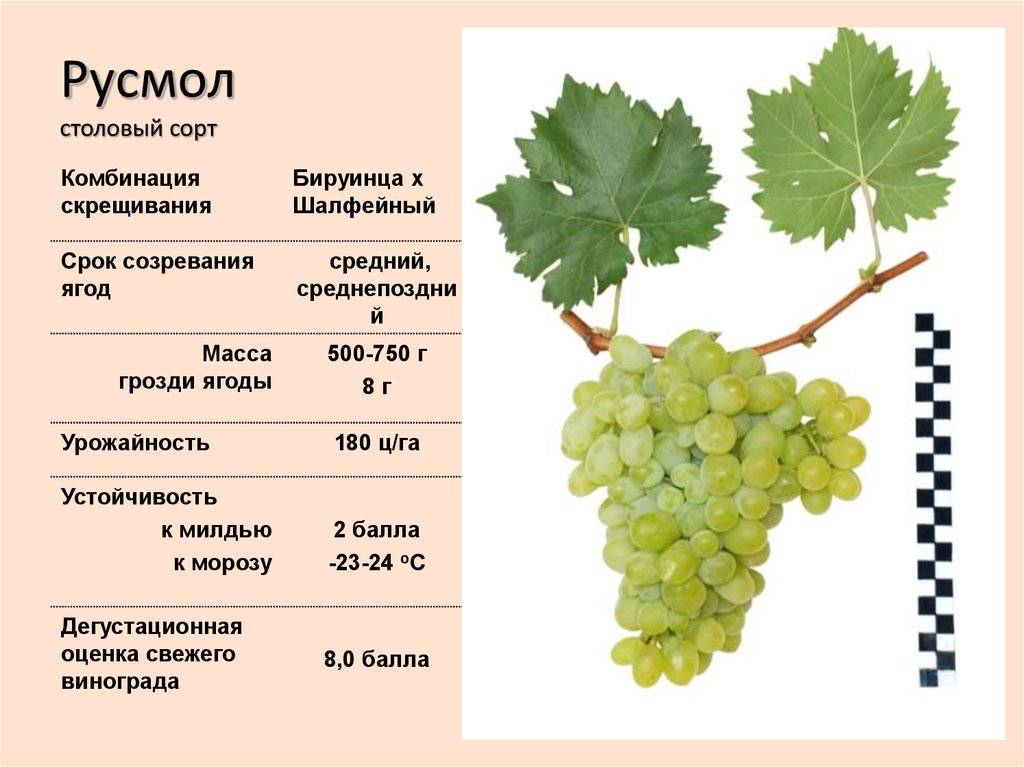 Сорт винограда «виорика»: описание, характеристика, особенности выращивания ???? сад и огород