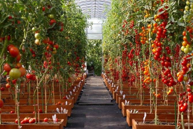 Уход за помидорами в теплице из поликарбоната