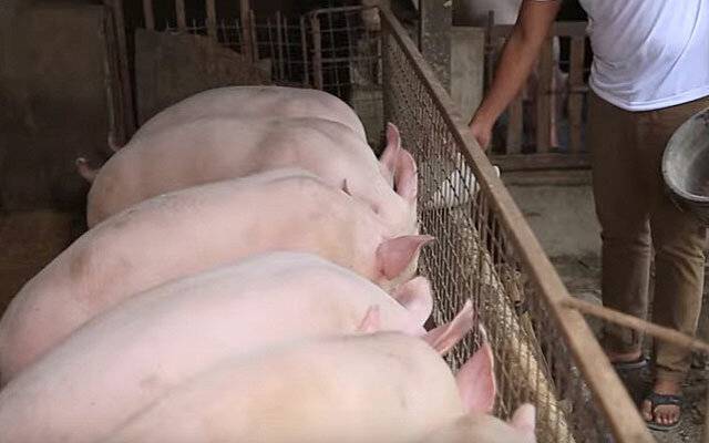Можно ли кормить свиней сырой картошкой и как это делать правильно?
