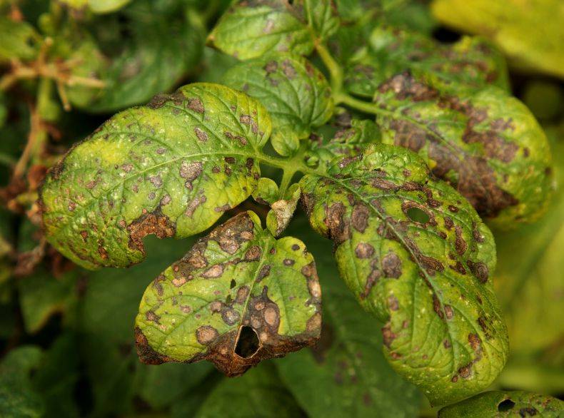 Альтернариоз разных растений. как избавиться от болезни?