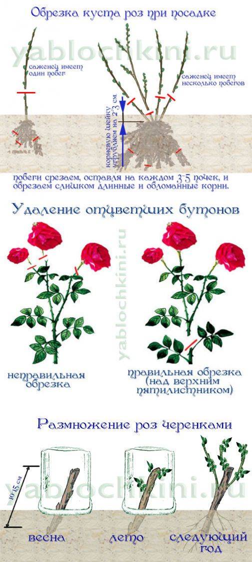 Когда лучше сажать розы — весной или осенью? посадка роз в открытый грунт