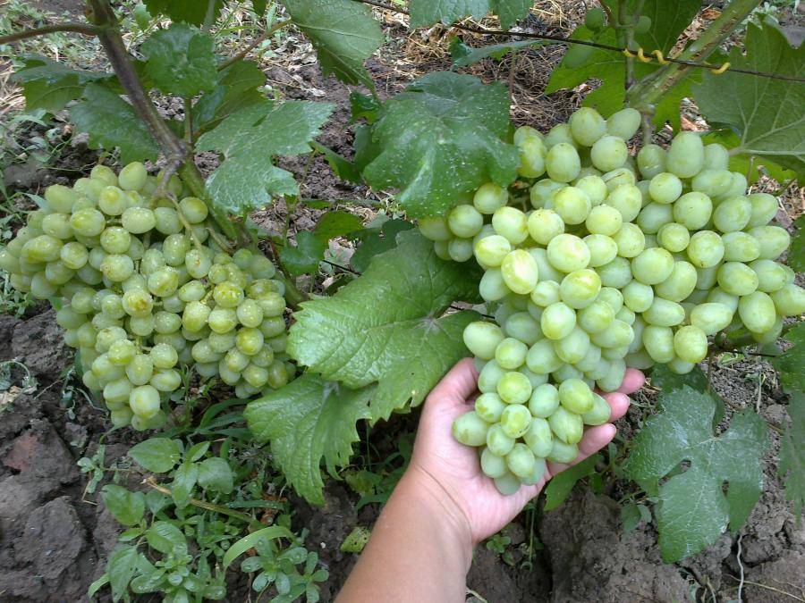 Виноград галахад: описание сорта, фото, посадка и уход
