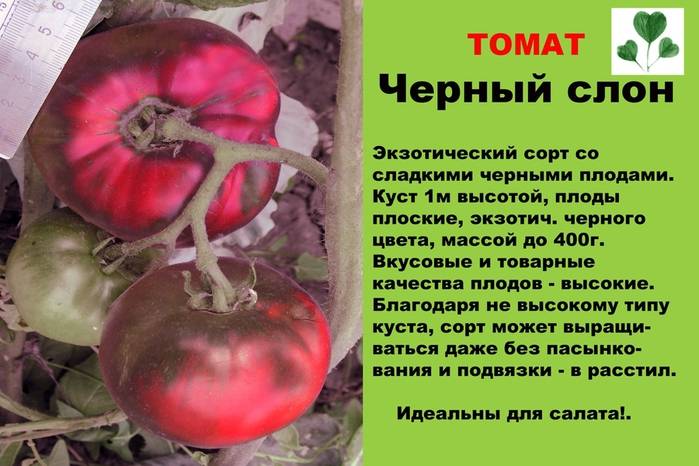 Помидоры розовый слон (55 фото): характеристика и описание сорта, кто сажал томаты, отзывы, видео
