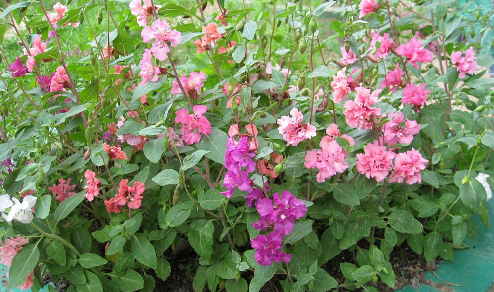 Цветок кларкия: выращивание из семян, фото, посадка и уход в открытом грунте