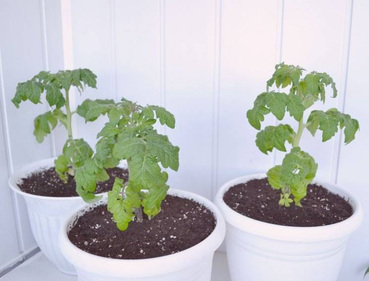 Балконные томаты: 10 лучших сортов, особенности выращивания для хорошего урожая на балконе, лоджии,подоконнике,отзывы, как правильно выбрать