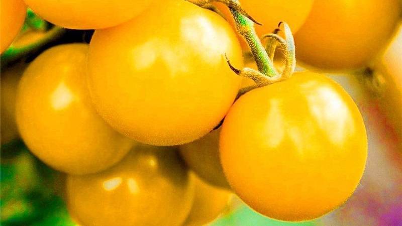 Томат вишня красная: характеристика и описание сорта, отзывы тех кто сажал и выращивал помидоры из рассады об их урожайности, фото