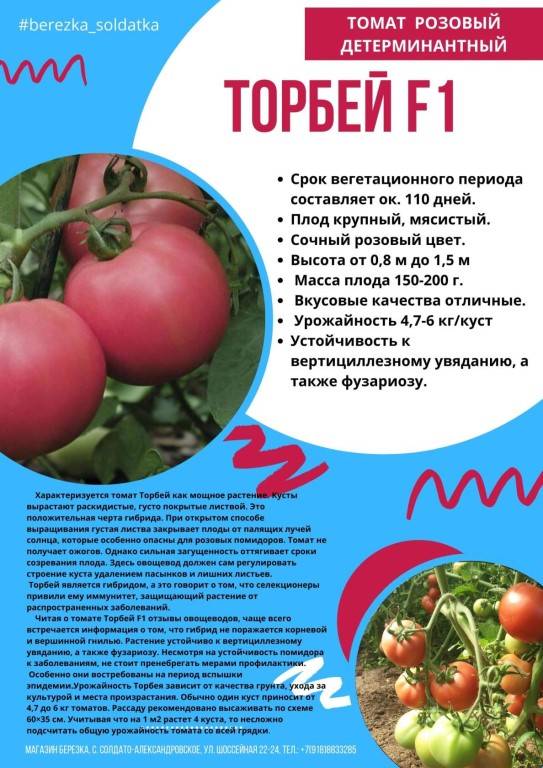 Описание томата атоль и рекомендации по выращиванию сорта