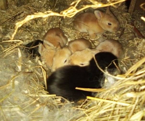 Когда крольчата начинают открывать глаза и выходить из гнезда, этапы развития
