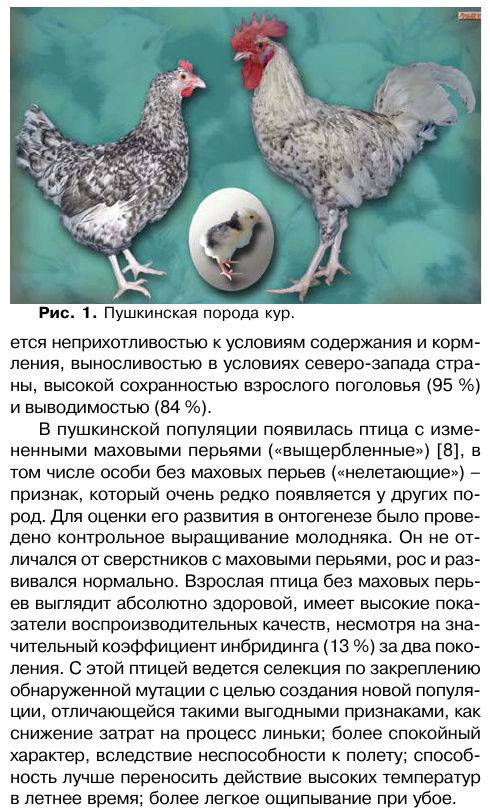 Пушкинская порода кур – описание, фото, отзывы