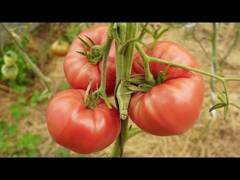 Минусинские помидоры: описание и характеристики сортов, отзывы дачников с фото