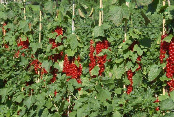 Смородина красная ровада: описание сорта, фото, отзывы, выращивание