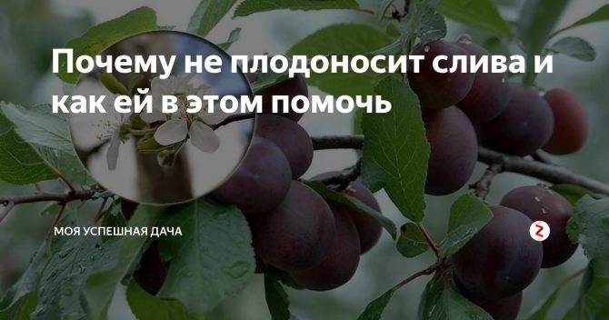 Почему не плодоносит слива на supersadovnik.ru