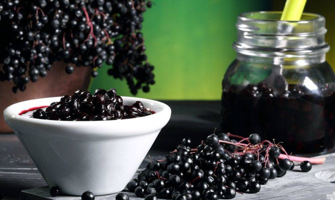 Бузина – польза черной бузины, рецепты сиропа, сока и настойки