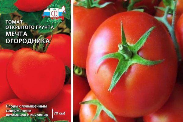 Томат мечта огородника: характеристика и описание сорта с фото, урожайность помидора, отзывы | сортовед