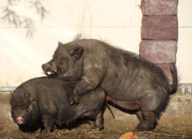 Случка свиней: как спариваются, сколько дней охота у свиней